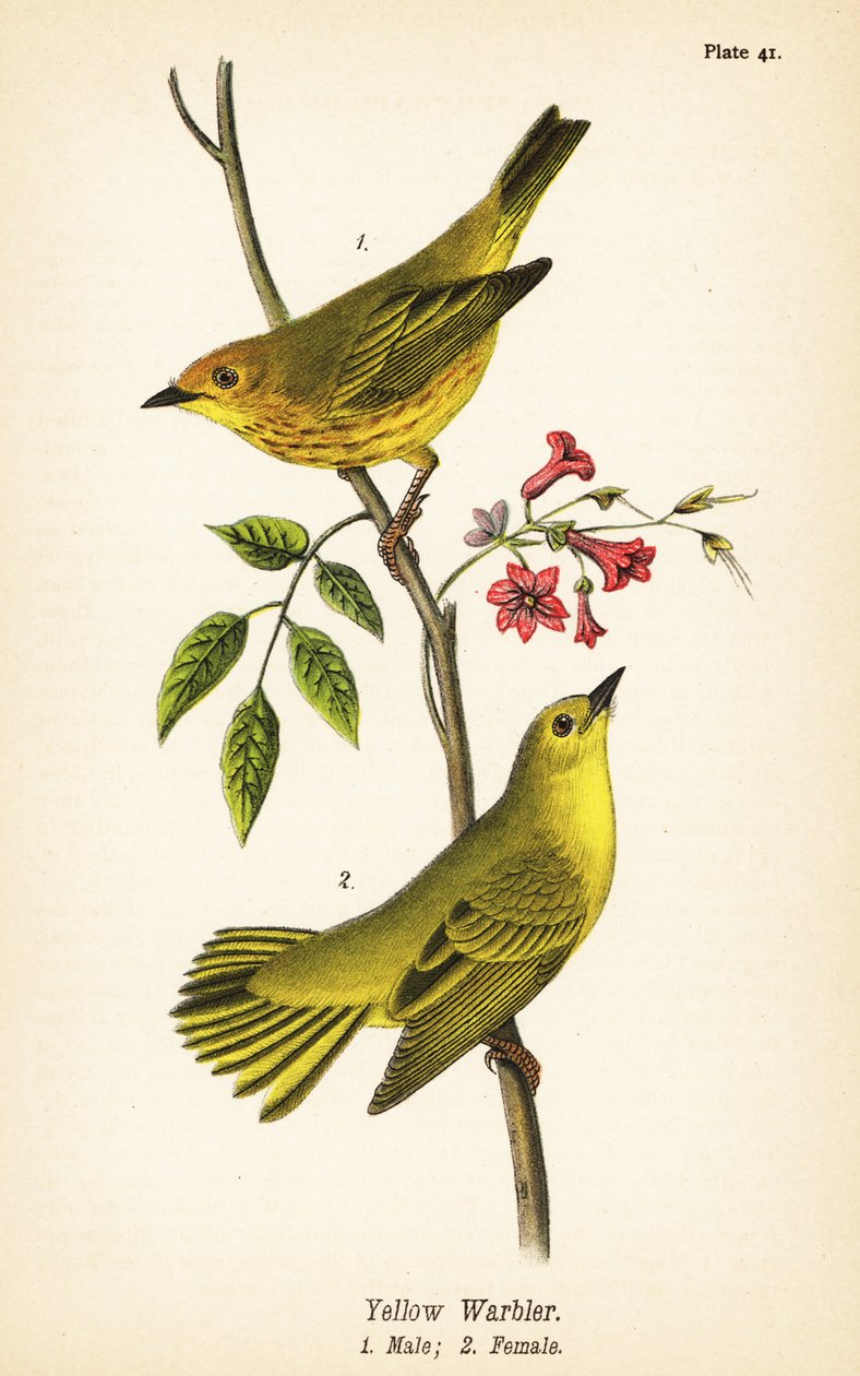 Pěnice žlutá, Setophaga petechia, samec 1, samice 2 od John James (after) Audubon