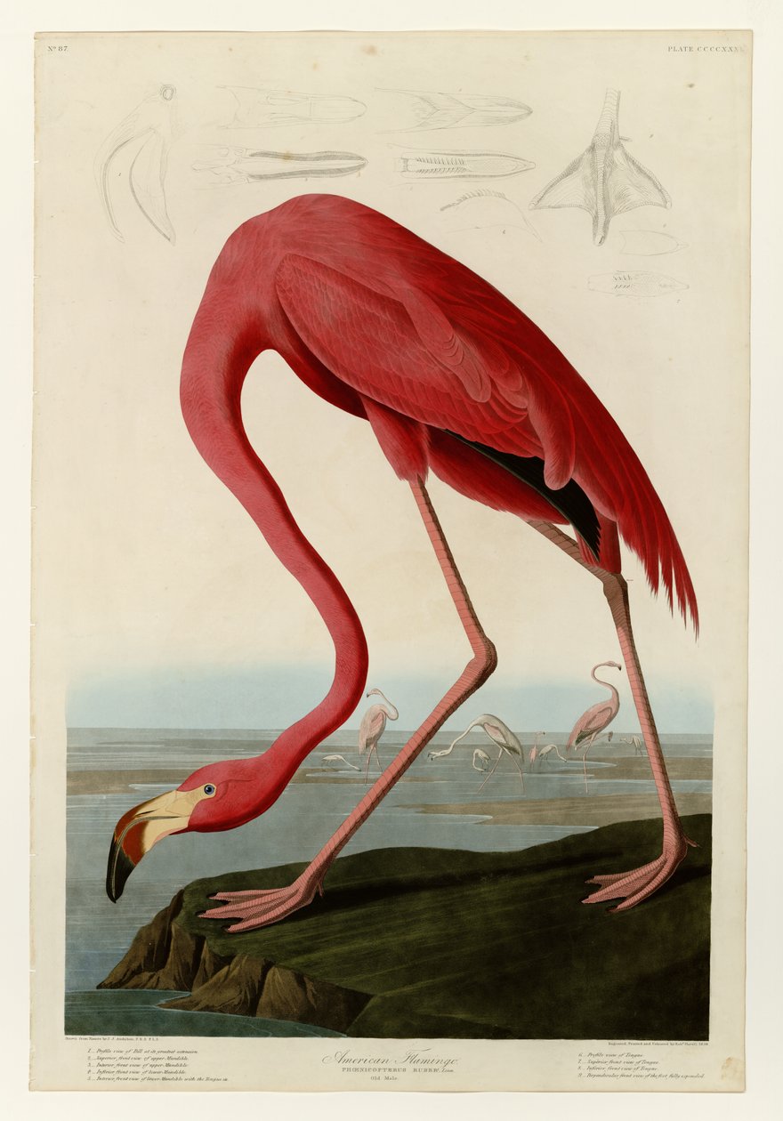 431 Americký plameňák od John James Audubon
