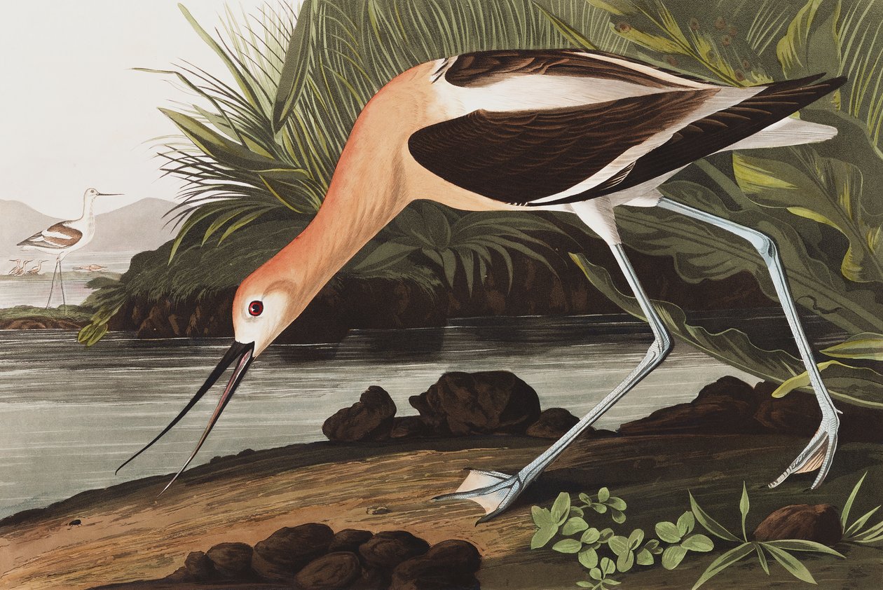 American Avocet, Recurvirostra Americana, z "The Birds of America" od Johna J. Audubona, hospoda. 1827-38 od John James Audubon