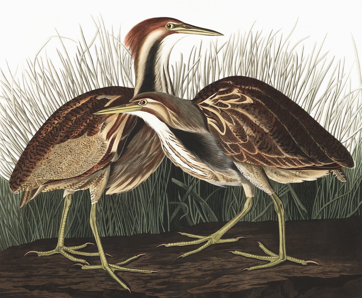 Bubák americký, Botaurus Lentiginosus, z "The Birds of America" od Johna J. Audubona, hospoda. 1827-38 od John James Audubon