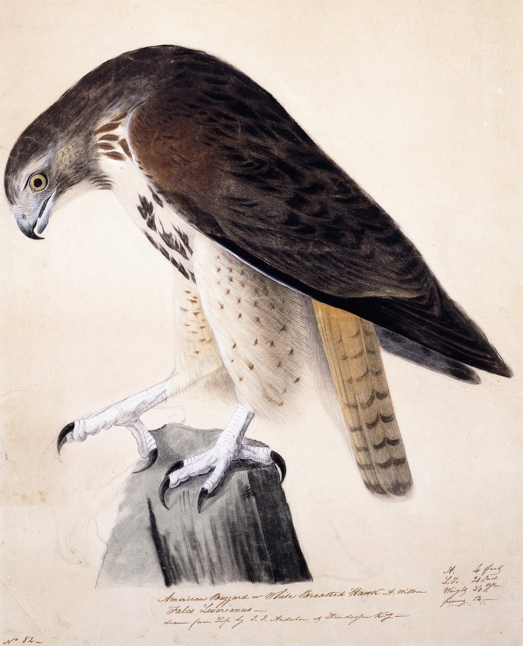 Káně americké nebo jestřáb bílý od John James Audubon