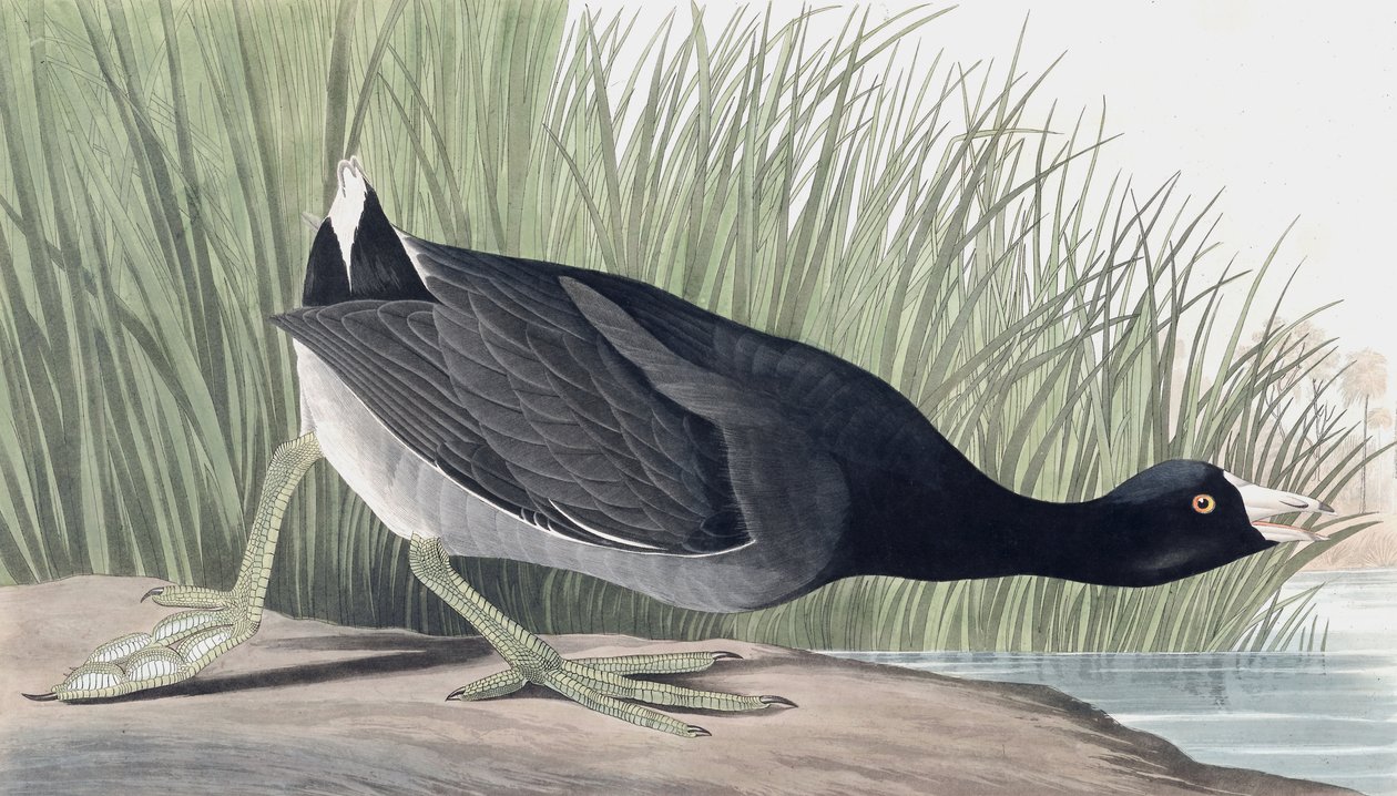 Lyska americká, Fulica Americana, z "The Birds of America" od Johna J. Audubona, hospoda. 1827-38 od John James Audubon