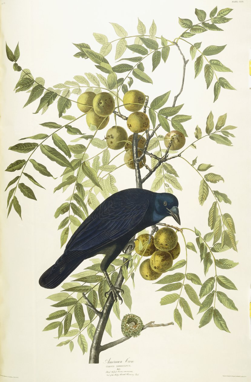 Americká vrána, 1833 od John James Audubon