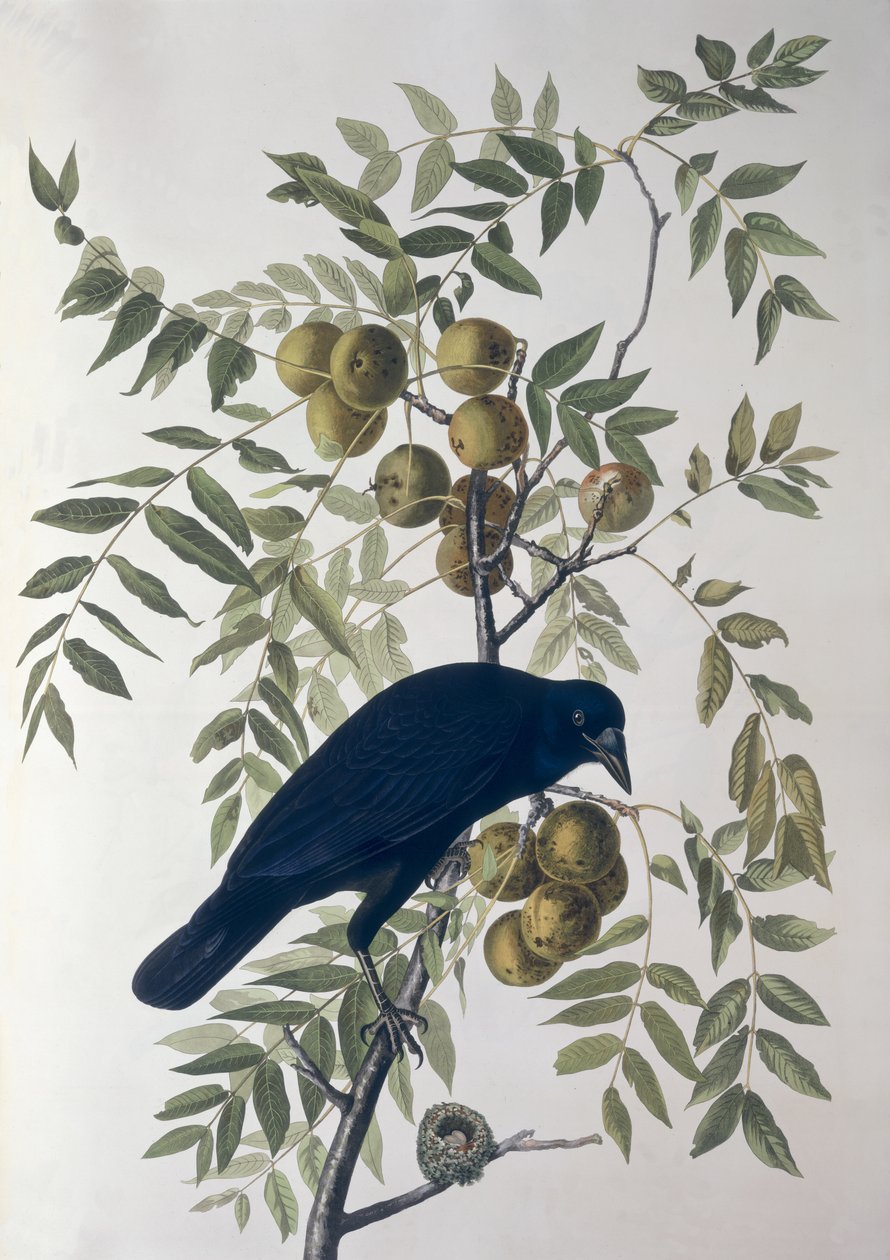 American Crow, od Birds of America od John James Audubon