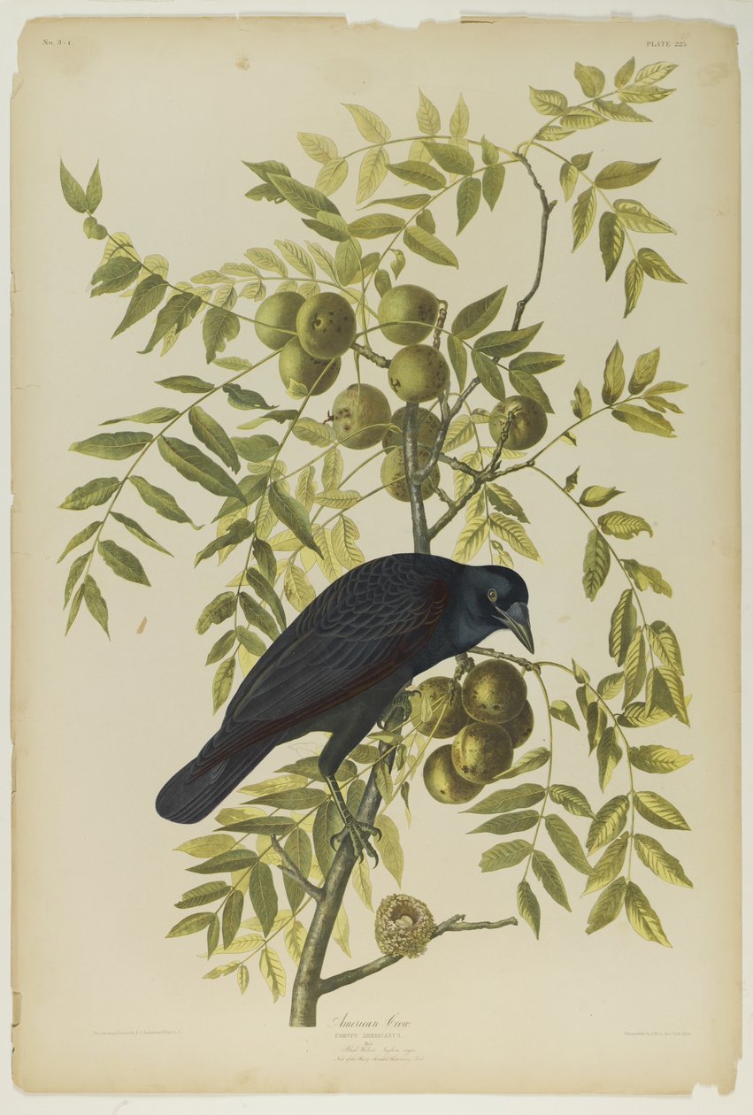 American Crow, tiskl Julien Bien a publikoval Roe Lockwood & Son, 1861 (chromolitograf) od John James Audubon