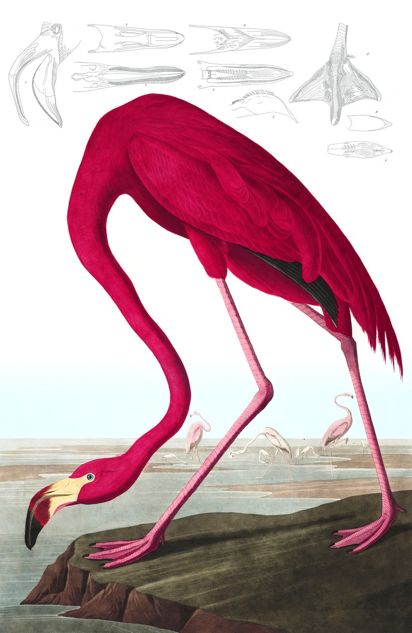 Americký plameňák, Phoenicopterus Ruber, z "The Birds of America" od Johna J. Audubona, hospoda. 1827-38 (ručně kolorovaná rytina) od John James Audubon