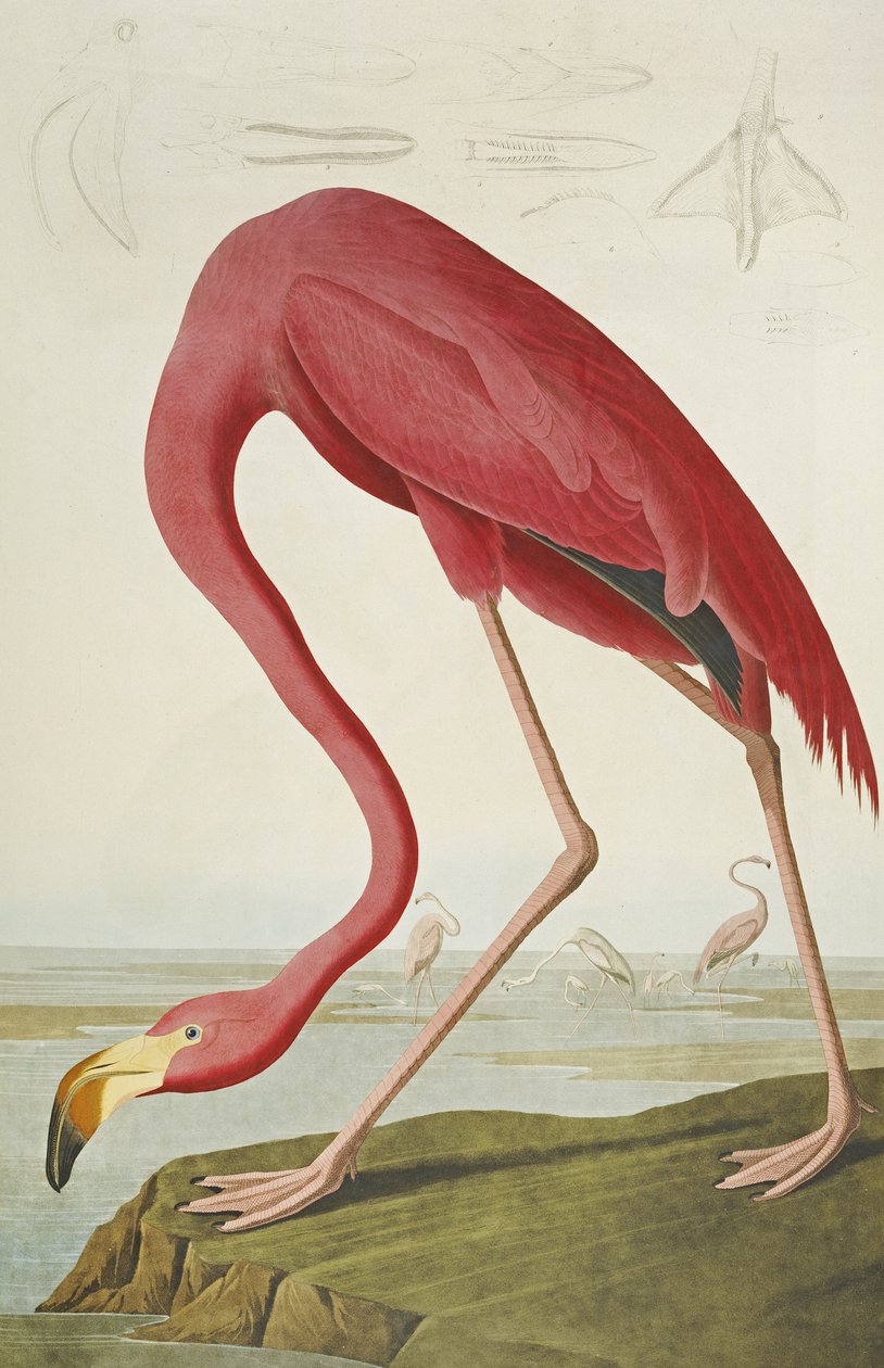 Americký plameňák, z "The Birds of America" od John James Audubon