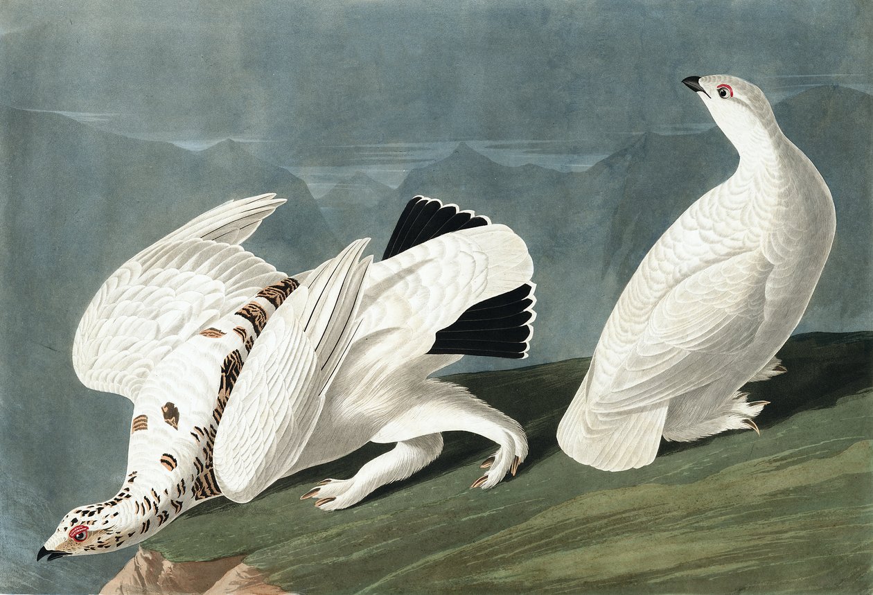 Americký Ptarmigan, Tetrao Mutus: White Tailed Grous, Tetrao Leucurus, z "The Birds of America" od Johna J. Audubona, hospoda. 1827-38 od John James Audubon