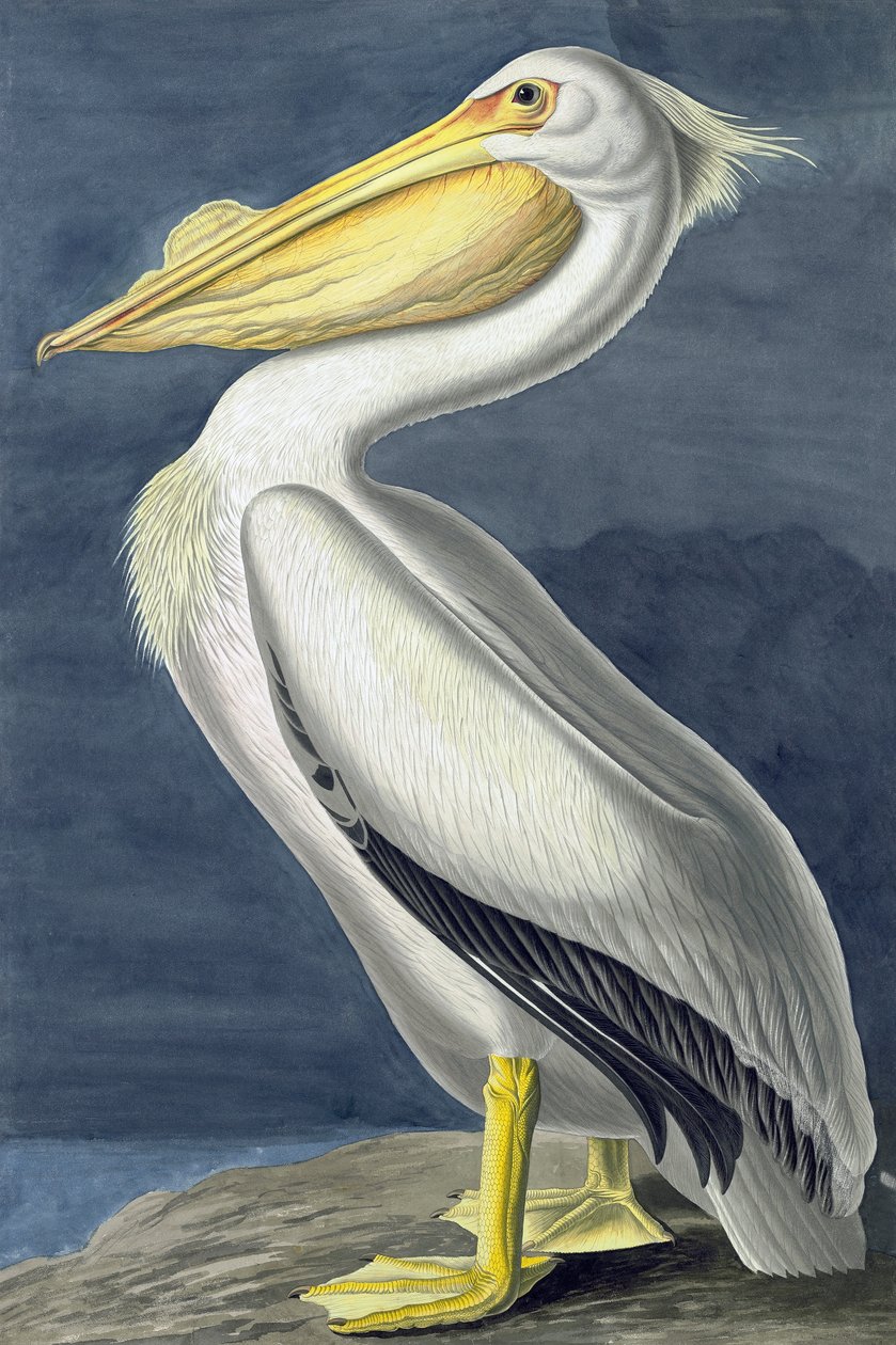 Americký bílý pelikán, Pelecanus Erythhrorhynchos, z "The Birds of America" od Johna J. Audubona, hospoda. 1827-38 od John James Audubon