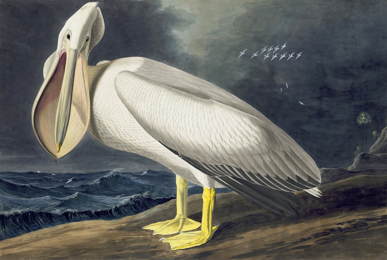 Americký bílý pelikán, Pelecanus Erythhrorhynchos, z "The Birds of America" od Johna J. Audubona, hospoda. 1827-38 od John James Audubon