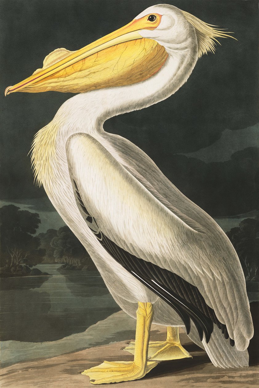 Americký bílý pelikán, Pelecanus Erythhrorhynchos, z "The Birds of America" od Johna J. Audubona, hospoda. 1827-38 od John James Audubon