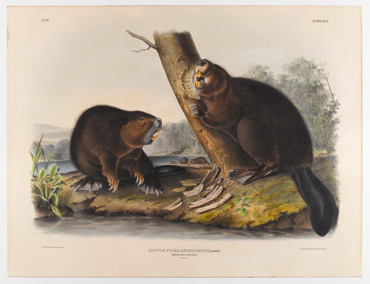 Americký bobr, 1844 od John James Audubon