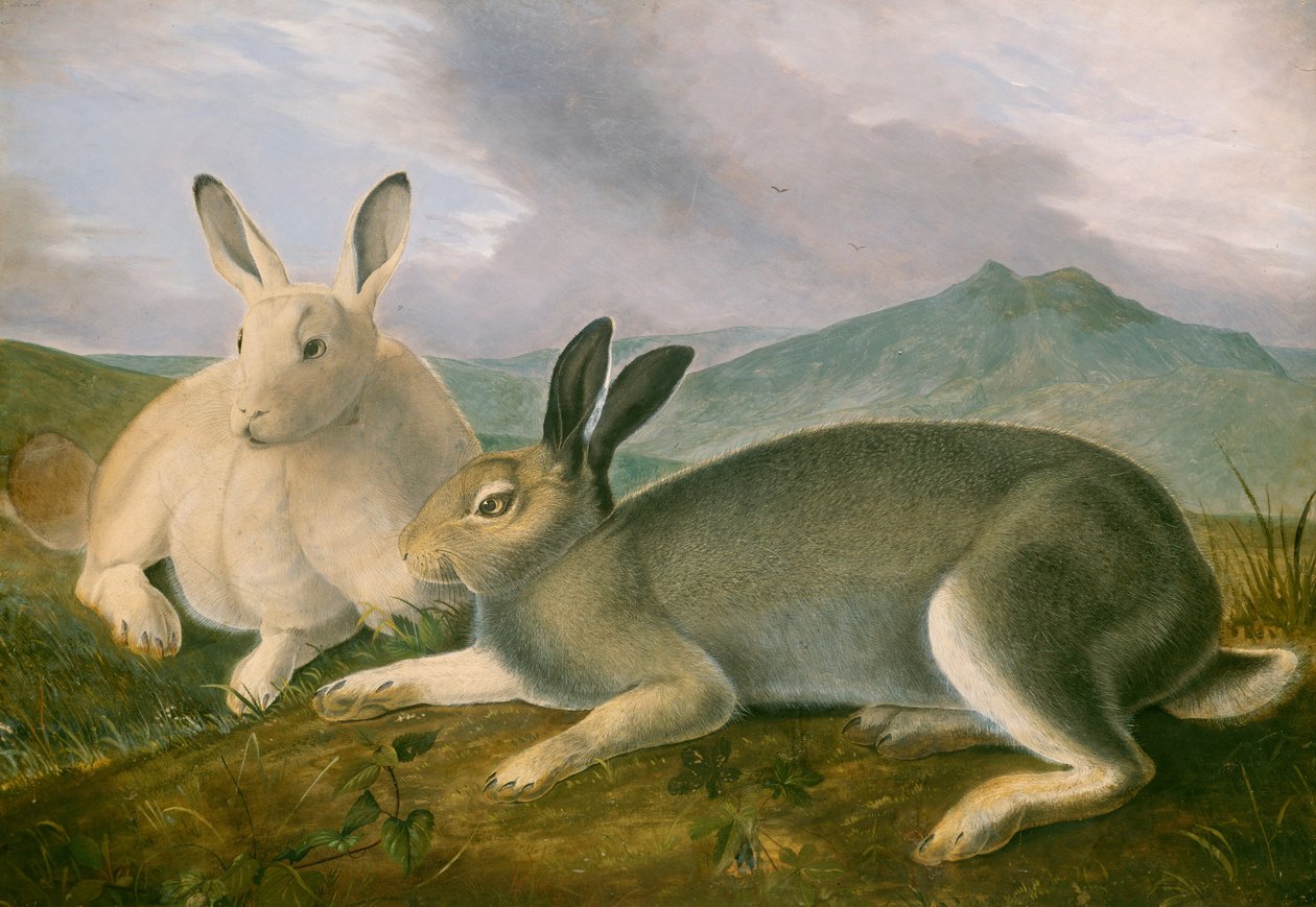 Zajíc polární od John James Audubon