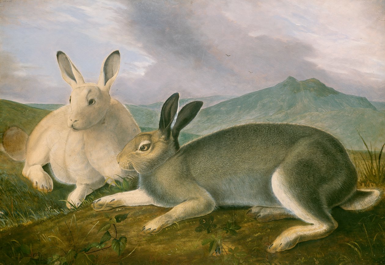 Arctic Hare, c.1841 (pero a černý inkoust s akvarelem a olejovou barvou na papíře) od John James Audubon