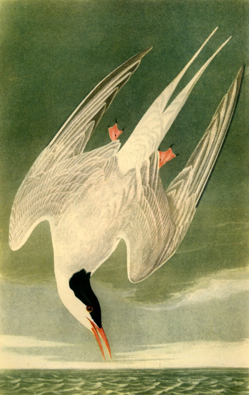 Rybák polární, 1835, 1942. od John James Audubon