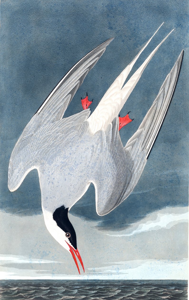 Rybák arktický, Sterna Paradisaea, z "The Birds of America" od Johna J. Audubona, hospoda. 1827-38 od John James Audubon