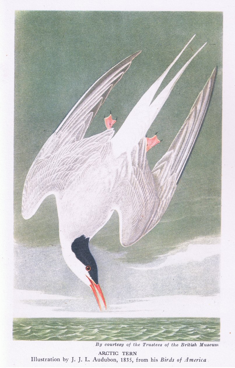 Rybák polární od John James Audubon