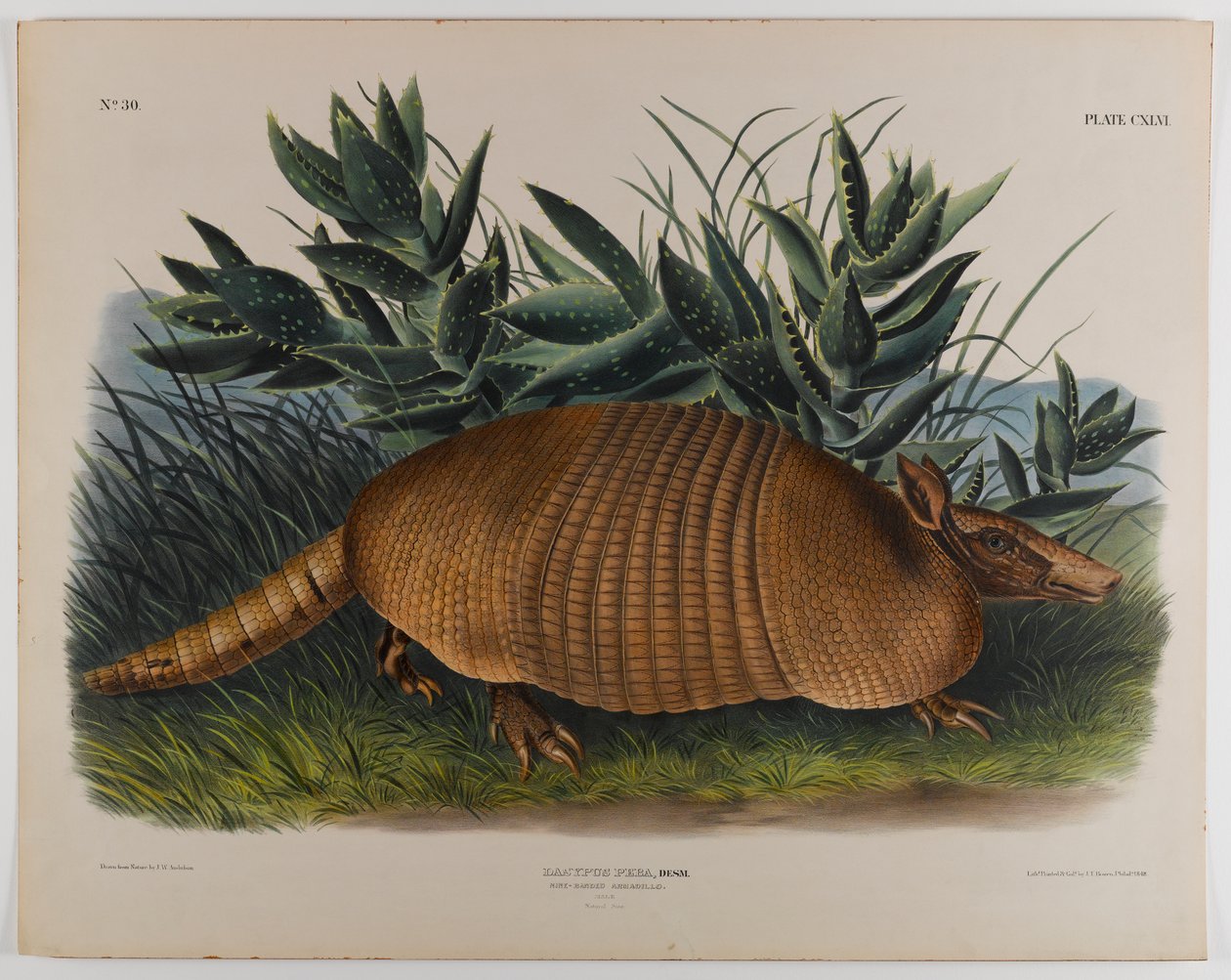 Pásovec od John James Audubon