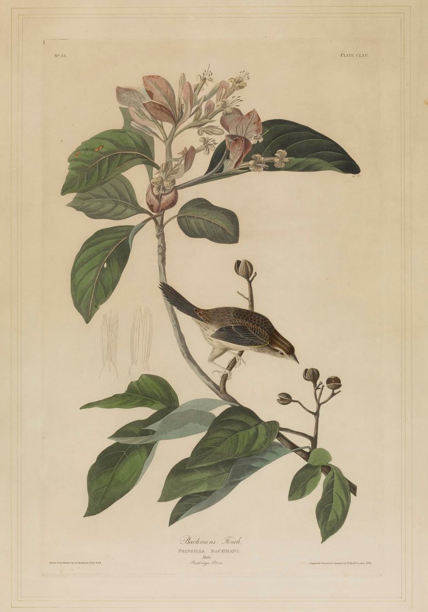 Bachmanův pěnkava od John James Audubon