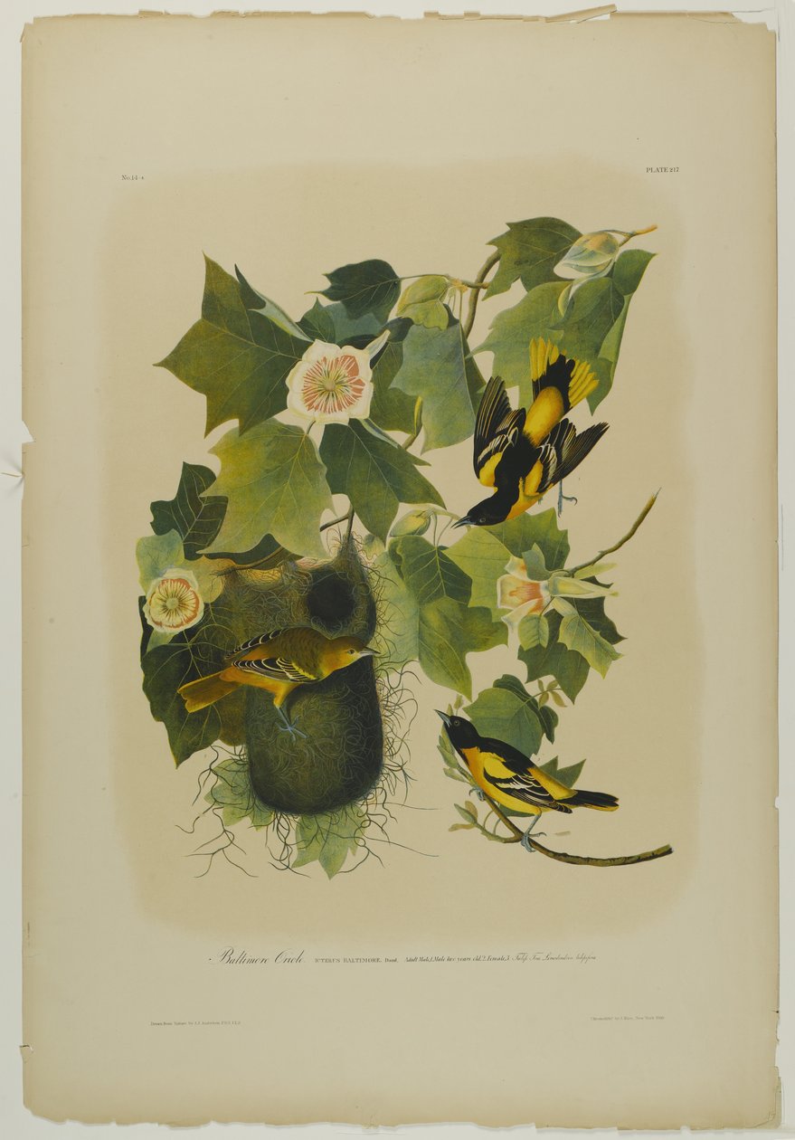 Baltimore Oriole, tiskl Julien Bien a publikoval Roe Lockwood & Son, 1861 (chromolitograf) od John James Audubon