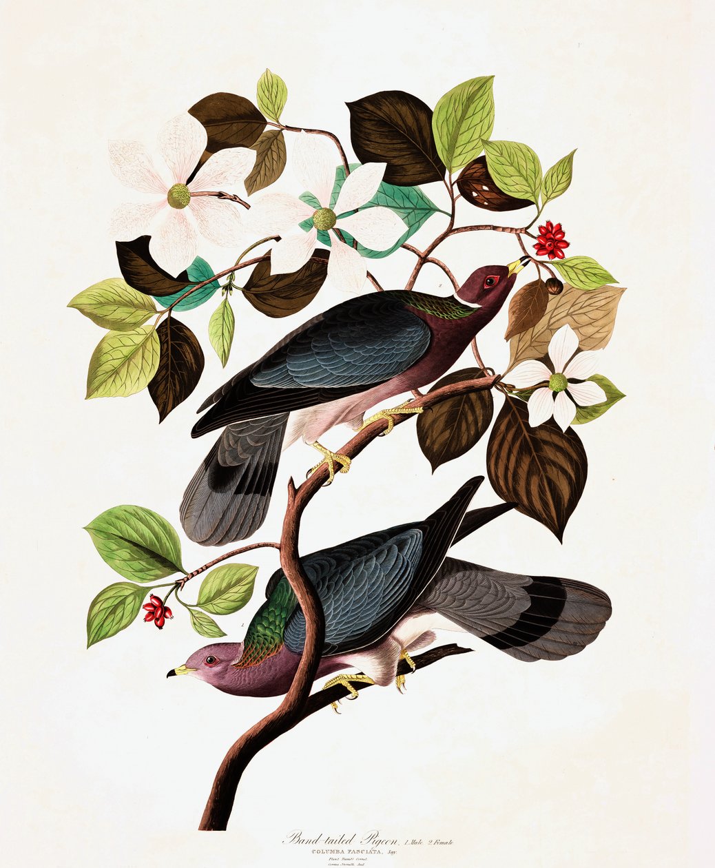 Band Tailed Pigeon, Columba Fasciata, z "The Birds of America" od Johna J. Audubona, hospoda. 1827-38 od John James Audubon
