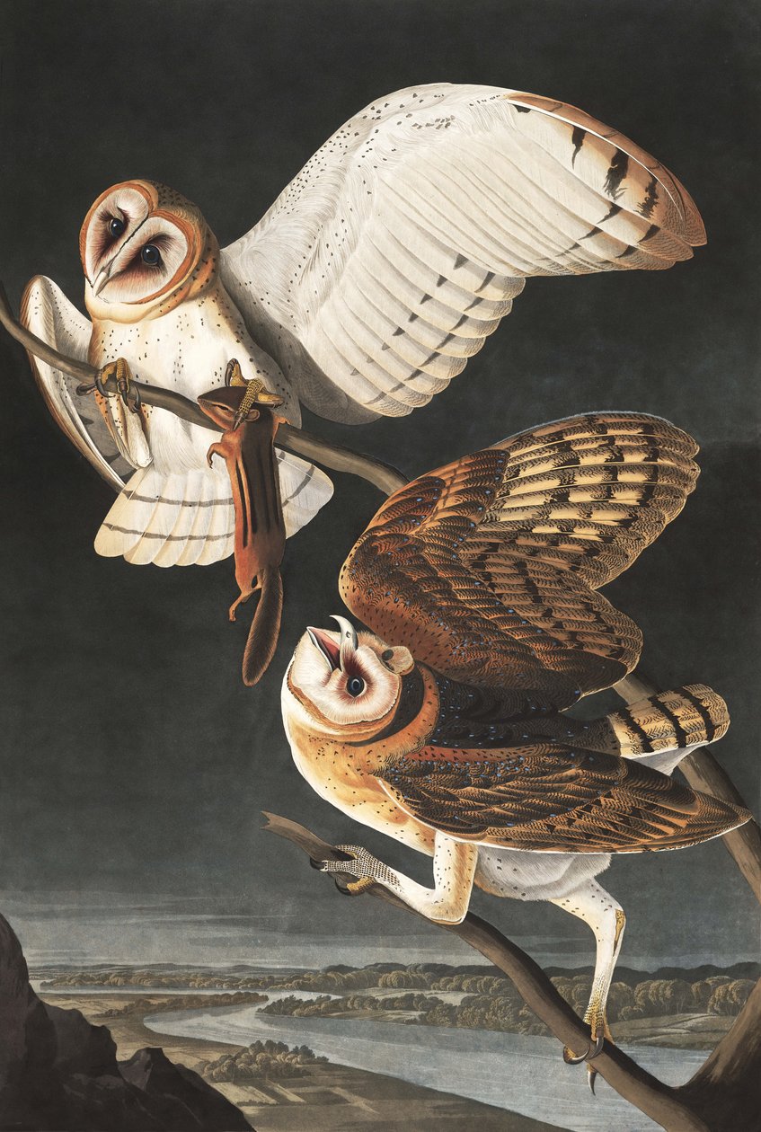 Sova pálená, Tyto Alba, z "The Birds of America" od Johna J. Audubona, hospoda. 1827-38 od John James Audubon