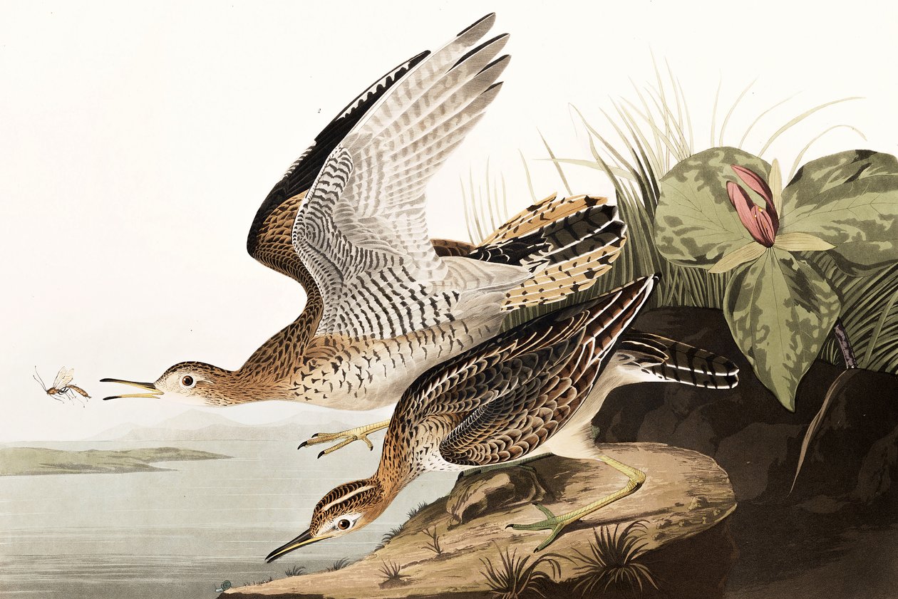 Bartram Sandpiper, Bartramia Longicauda, z "The Birds of America" od Johna J. Audubona, hospoda. 1827-38 od John James Audubon