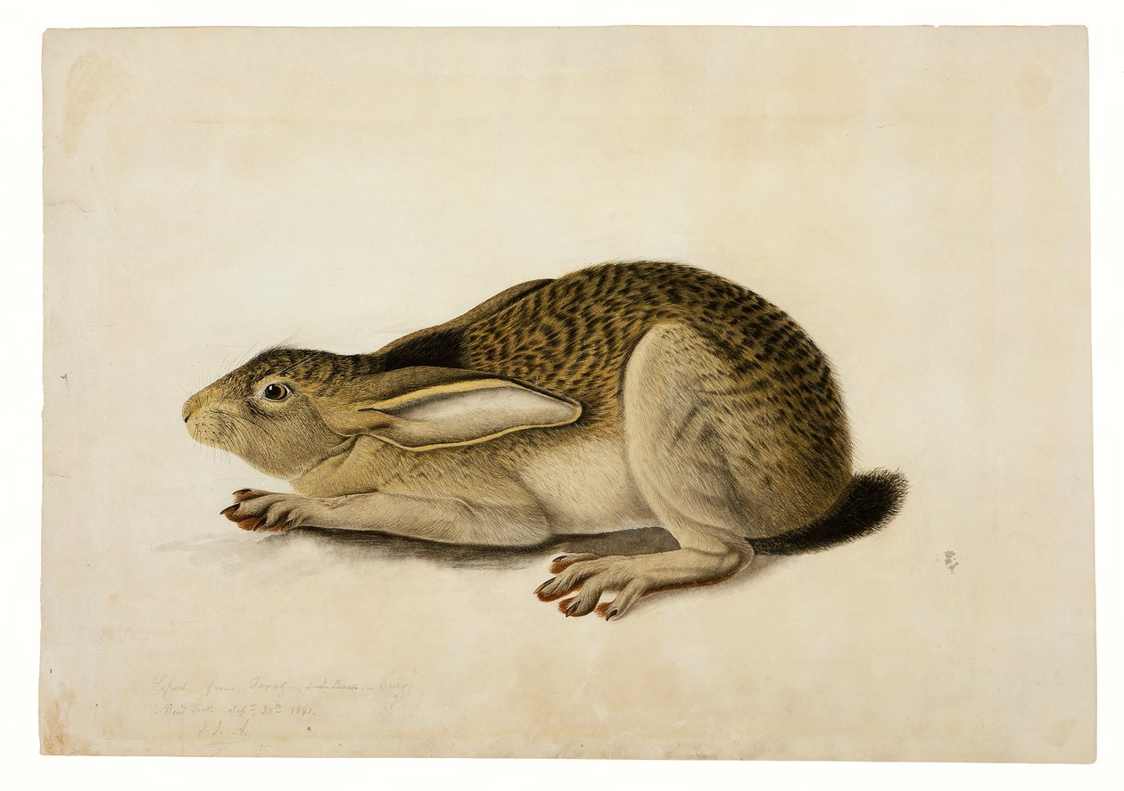 Zajíc černoocasý od John James Audubon
