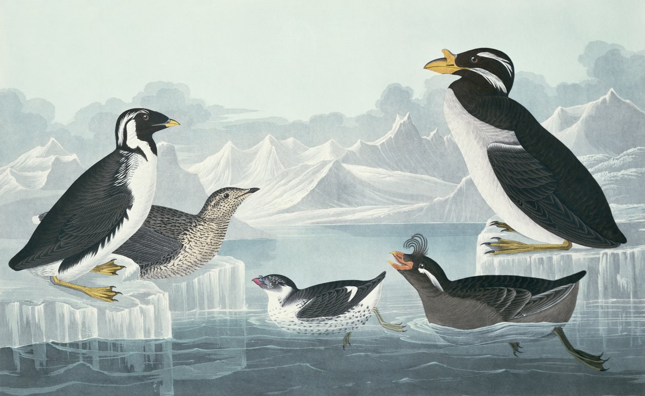 Guillemot černohrdlý, Auk vznešený, Auk kadeřavý, Guillemot rohatý, pocházející z přírody od John James Audubon