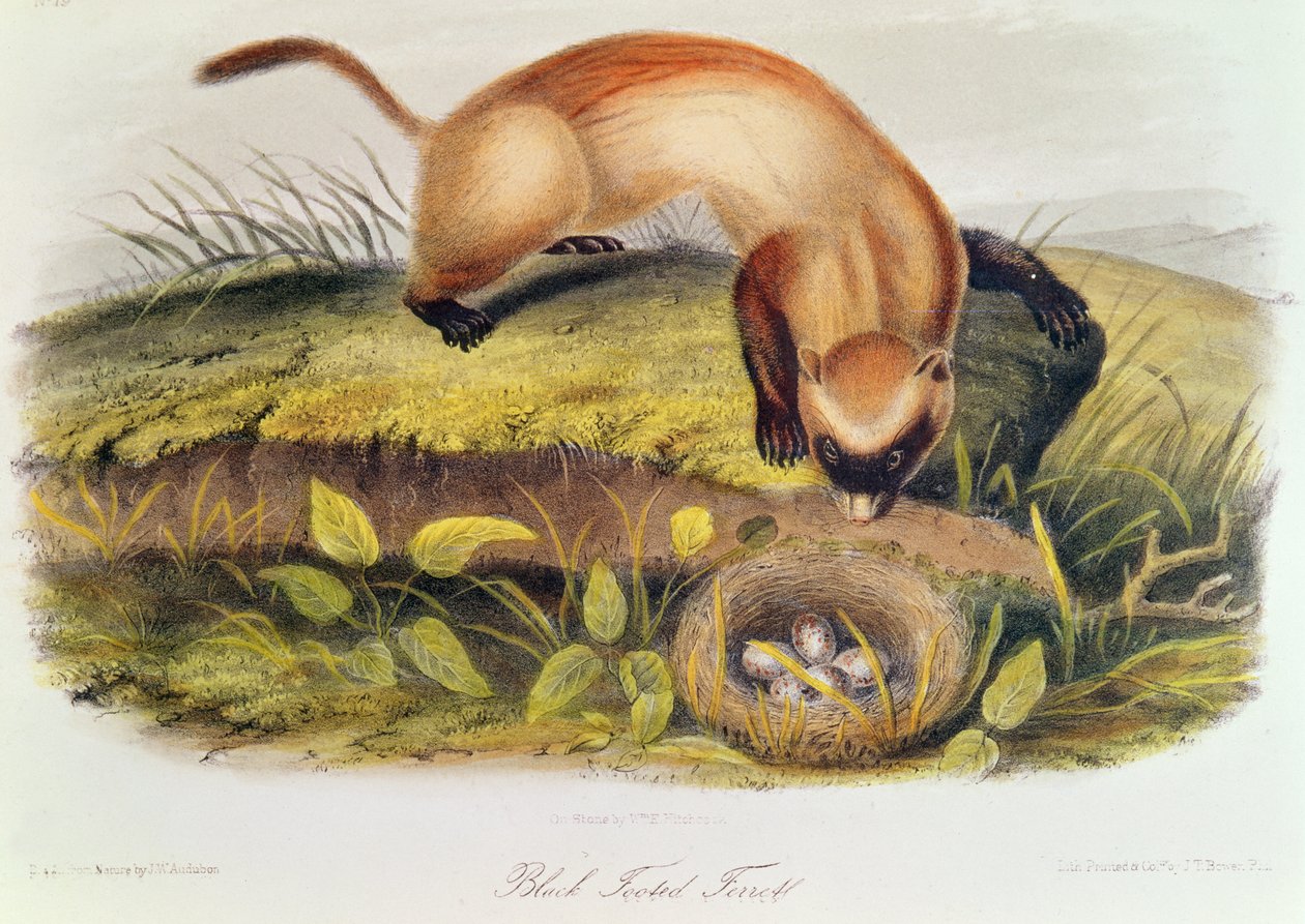 Fretka černonohá ze čtyřnožců Severní Ameriky (1842-5) od John James Audubon