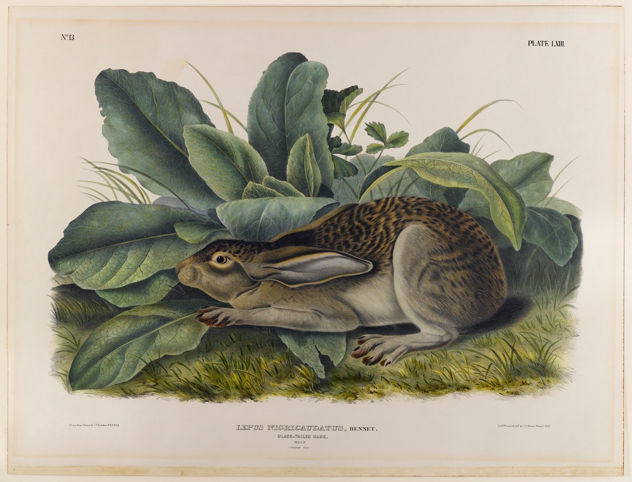 Zajíc černoocasý od John James Audubon
