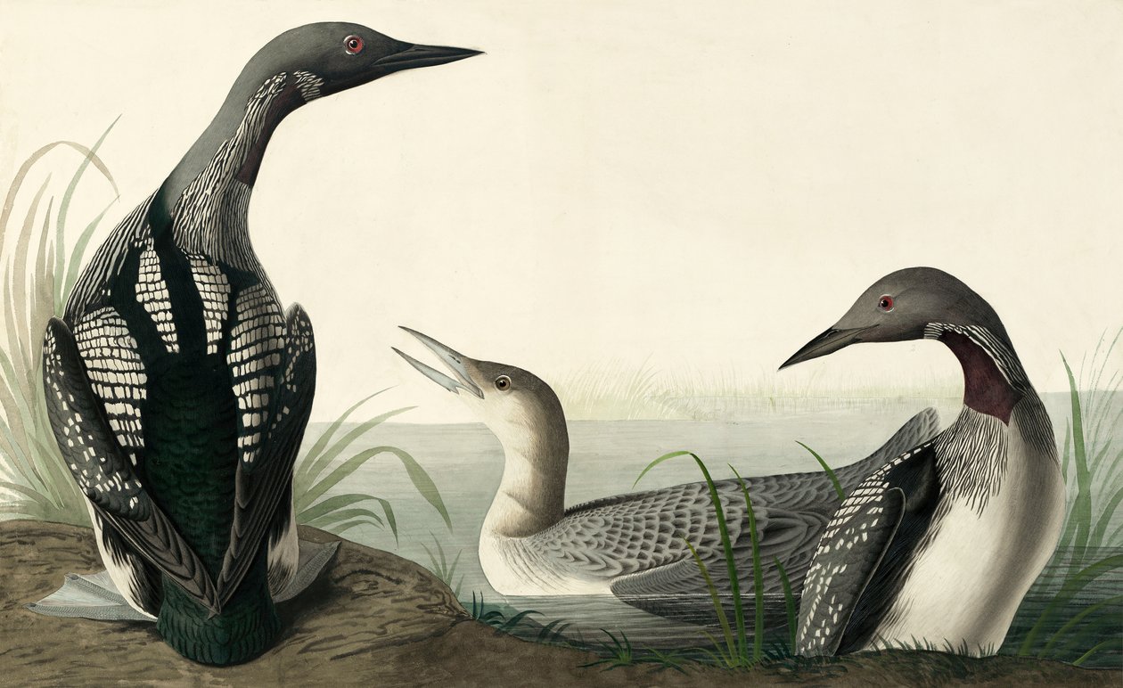 Potápěč černohrdlý, Colymbus Arcticus, z "The Birds of America" od Johna J. Audubona, hospoda. 1827-38 od John James Audubon