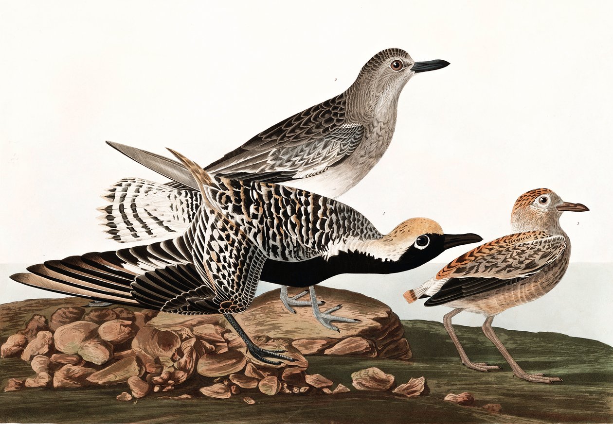 Kulík černý, Charadrius Helveticus, z "The Birds of America" od Johna J. Audubona, hospoda. 1827-38 od John James Audubon