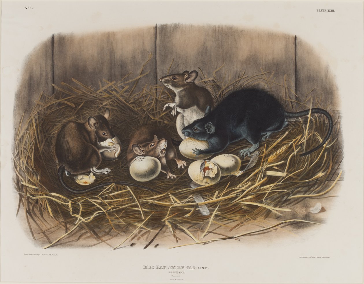 Černá krysa, kolem roku 1845 od John James Audubon