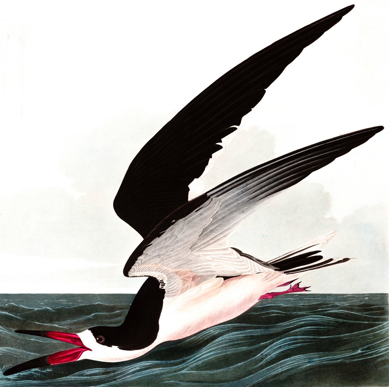 Black Skimmer nebo Shearwater, Rhincops Nigra, z "The Birds of America" od Johna J. Audubona, hospoda. 1827-38 od John James Audubon