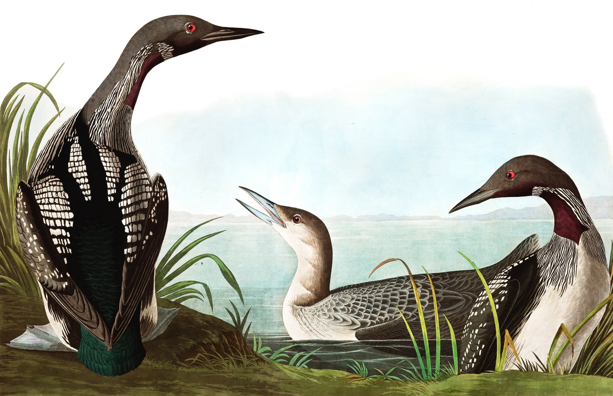 Black Throated Diver, Colymbus Arcticus, z "The Birds of America" od Johna J. Audubona, hospoda. 1827-38 od John James Audubon