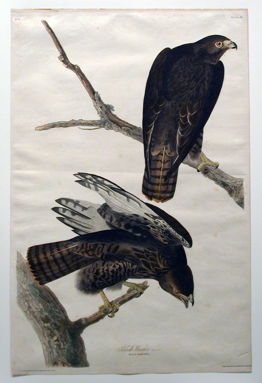Černý válečník (č. 18) od John James Audubon