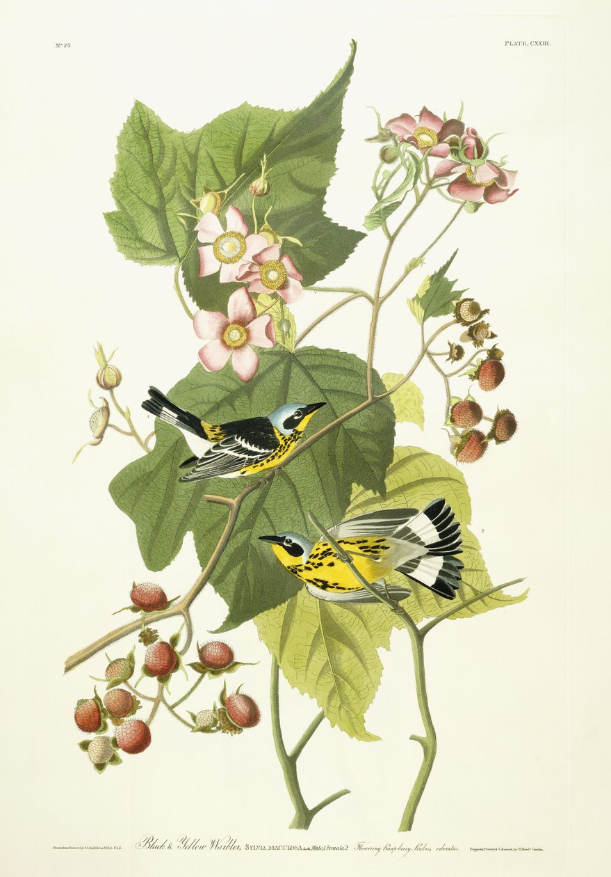 Černá a žlutá pěnice a kvetoucí malina, kolem 1826-1838 od John James Audubon