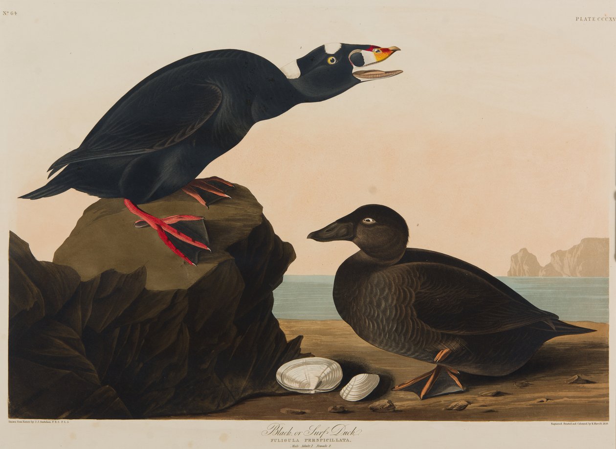 Black or Surf Duck, 1836 (wc na papíře) od John James Audubon