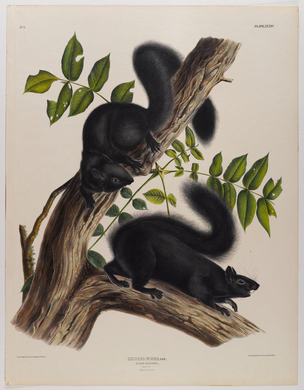 Černá veverka od John James Audubon