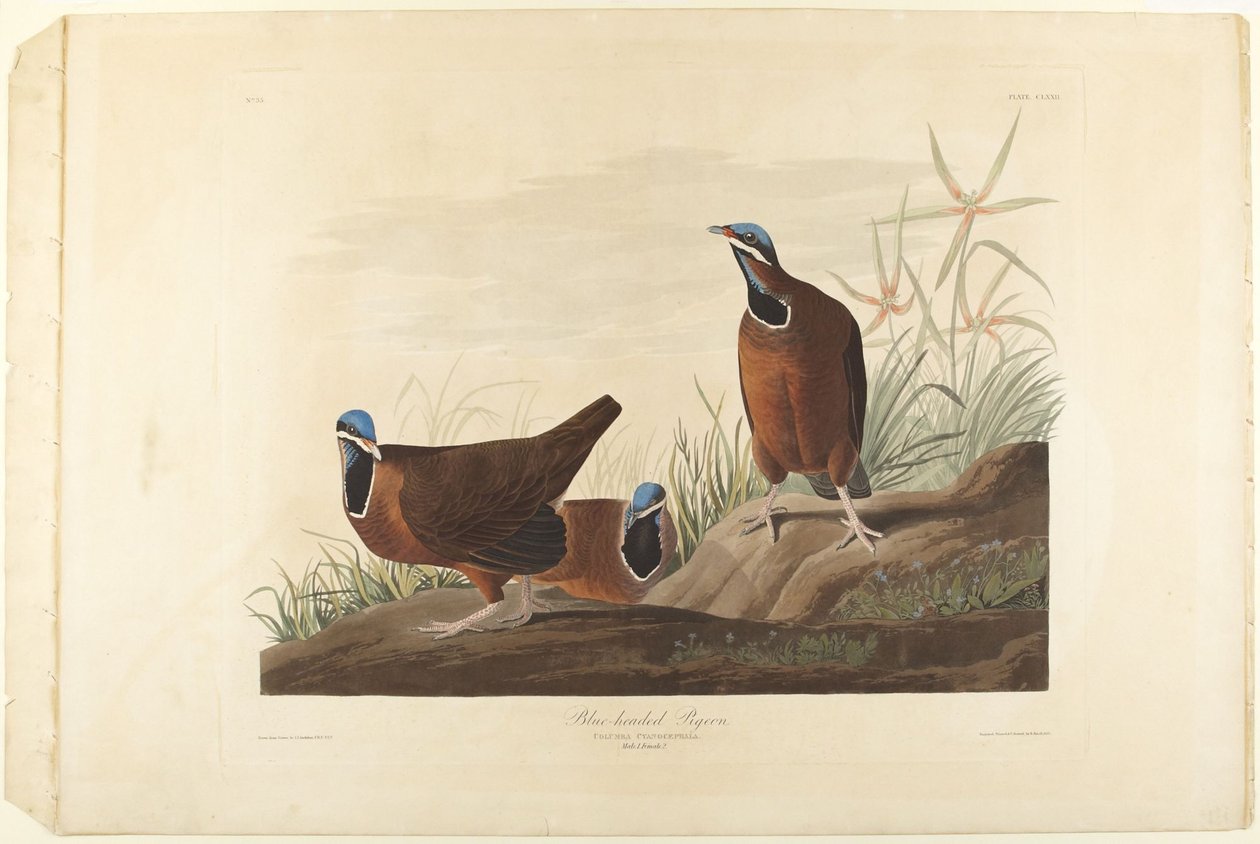 Holub modrohlavý od John James Audubon