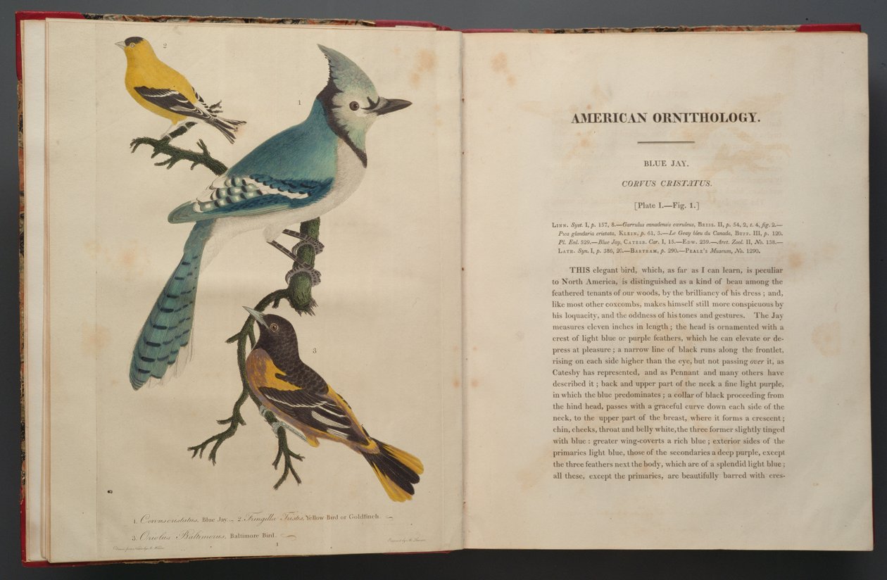 Blue Jay, stránka ze Elephant Folio (1827-38) od John James Audubon