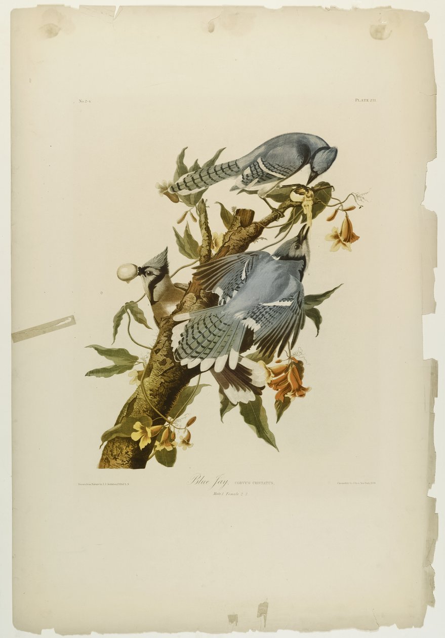 Blue Jay, tiskl Julien Bien a publikoval Roe Lockwood & Son, 1861 (chromolitograf) od John James Audubon
