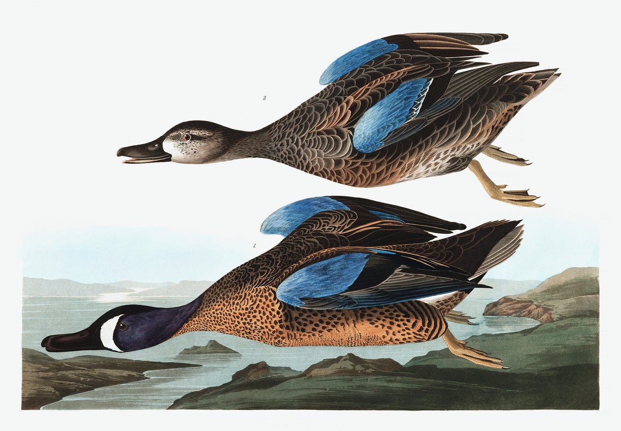 Blue Winged Teal, Anas Discors, z "The Birds of America" od Johna J. Audubona, hospoda. 1827-38 od John James Audubon