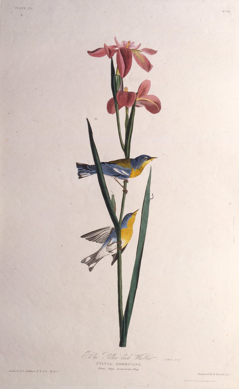 Modrá pěnice žlutohřbetá. Z The Birds of America, 1827-1838. od John James Audubon