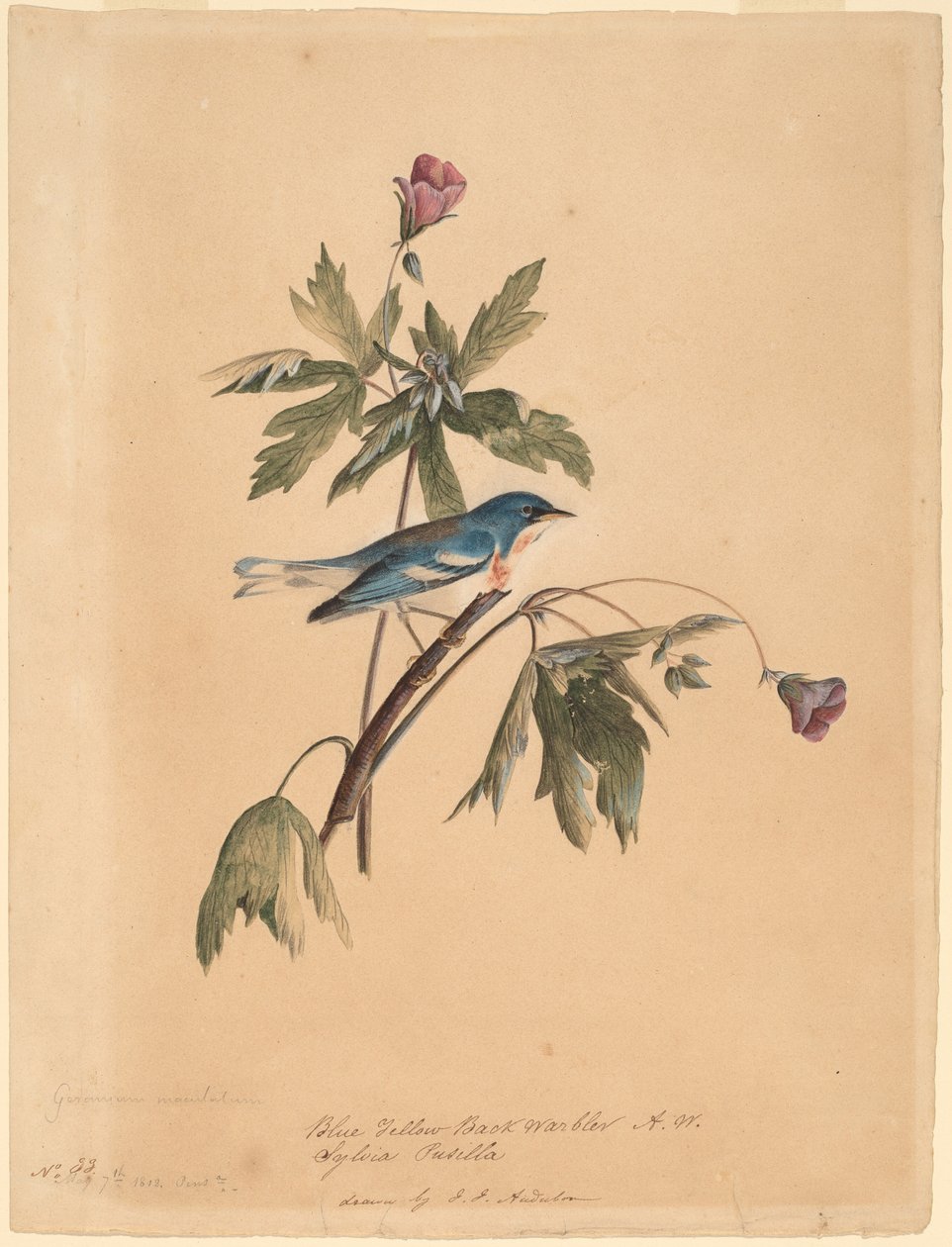 Modrý žlutý hřbet od John James Audubon