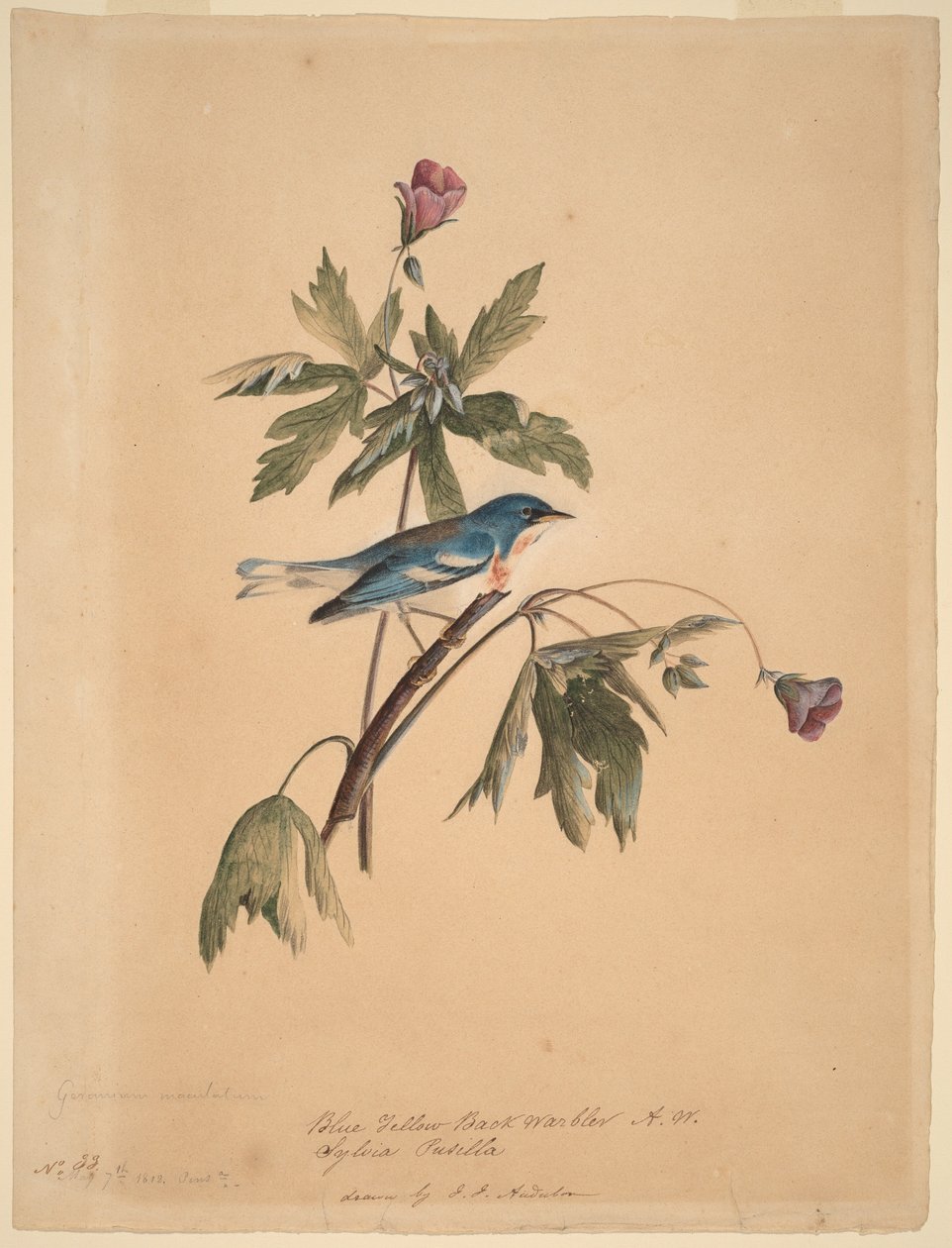 modrožlutá lesní pěnice od John James Audubon