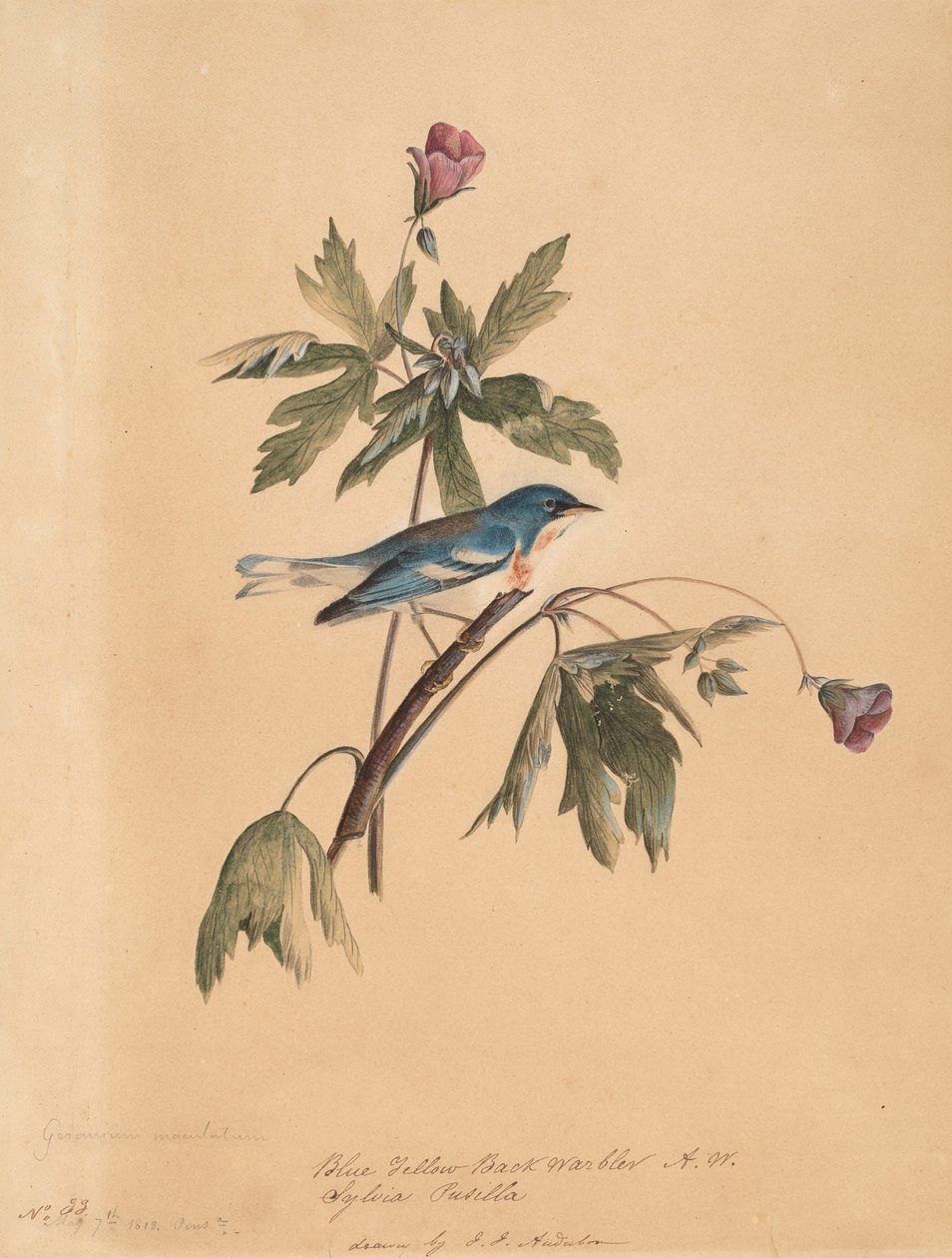 Modrý žlutý hřbet, 1812. od John James Audubon