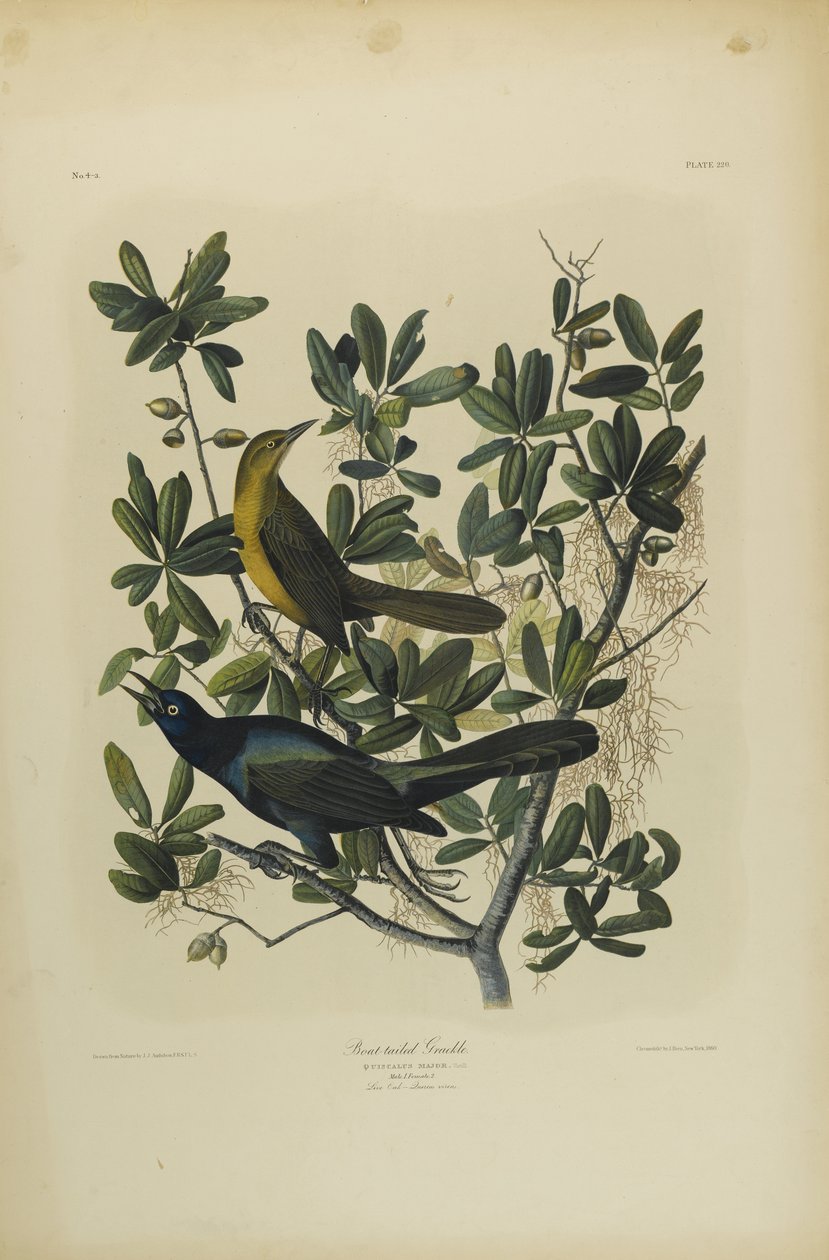 Boat-tailed Grackle, tiskl Julien Bien a vydal Roe Lockwood & Son, 1861 (chromolitograf) od John James Audubon