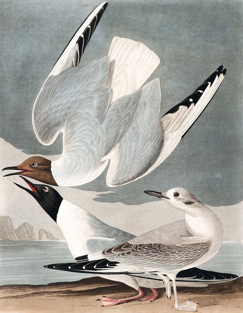 Bonapartian Racek, Larus Bonapartii, z "The Birds of America" od Johna J. Audubona, hospoda. 1827-38 od John James Audubon